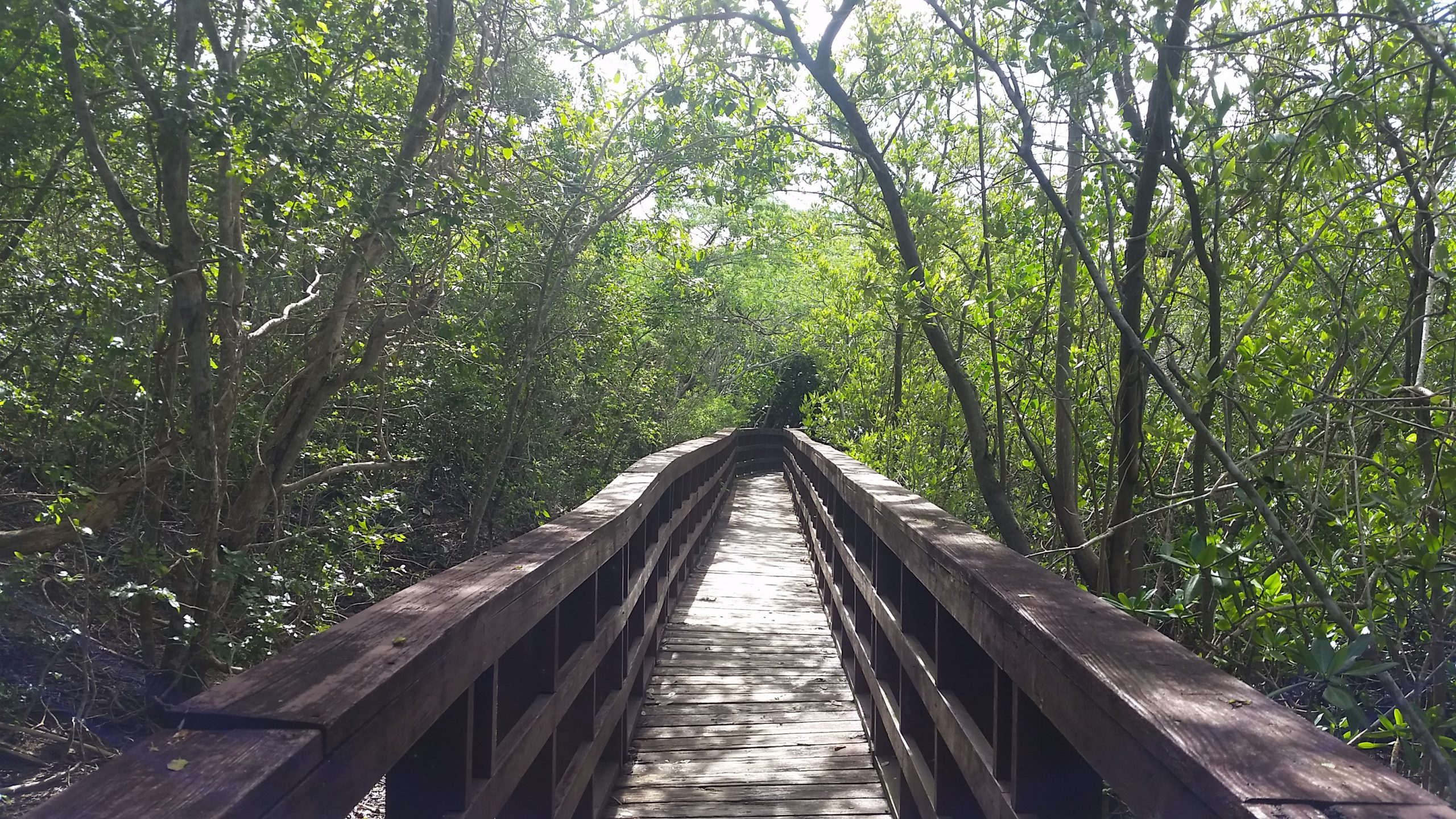 Wooden path through a jungle