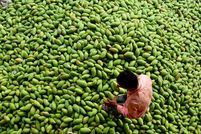 Man sitting with a ton of mangoes