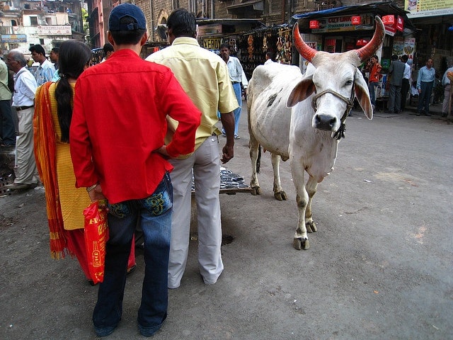 Cow walking through a street in India