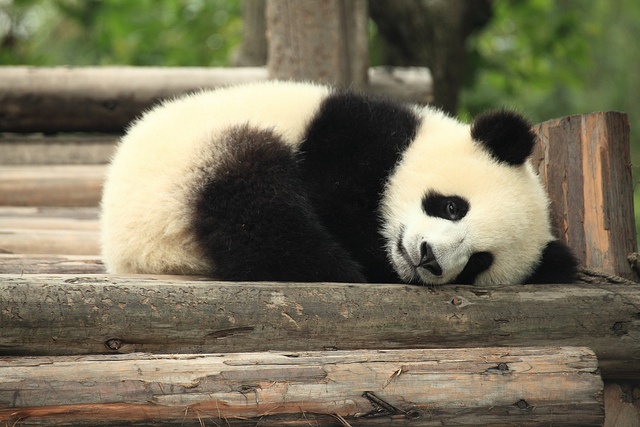 Baby panda laying down