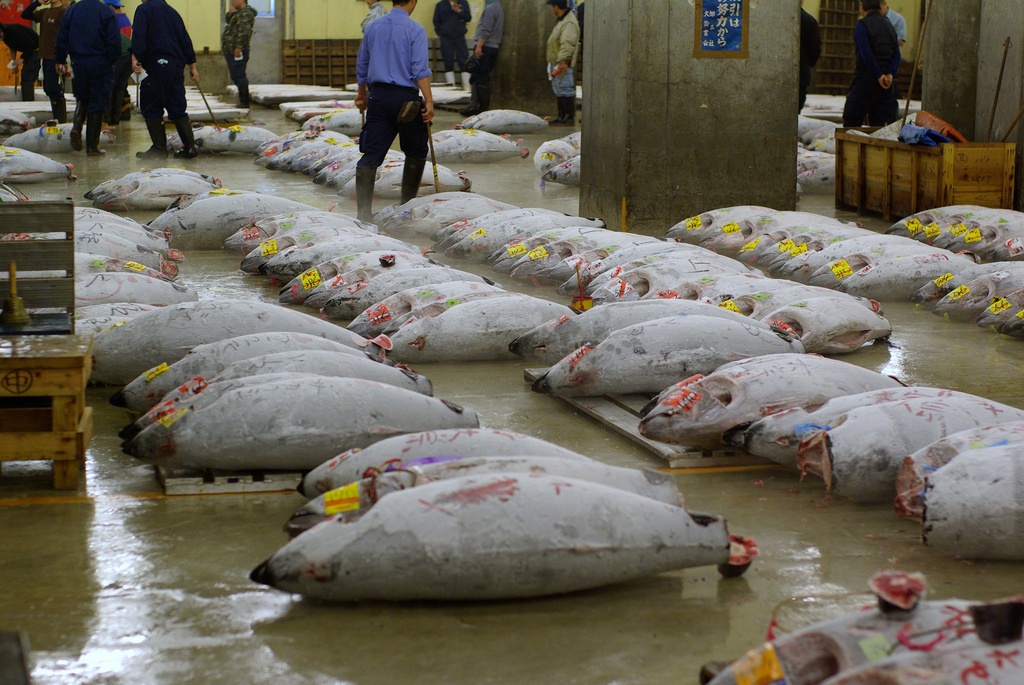 Tuna market in Japan