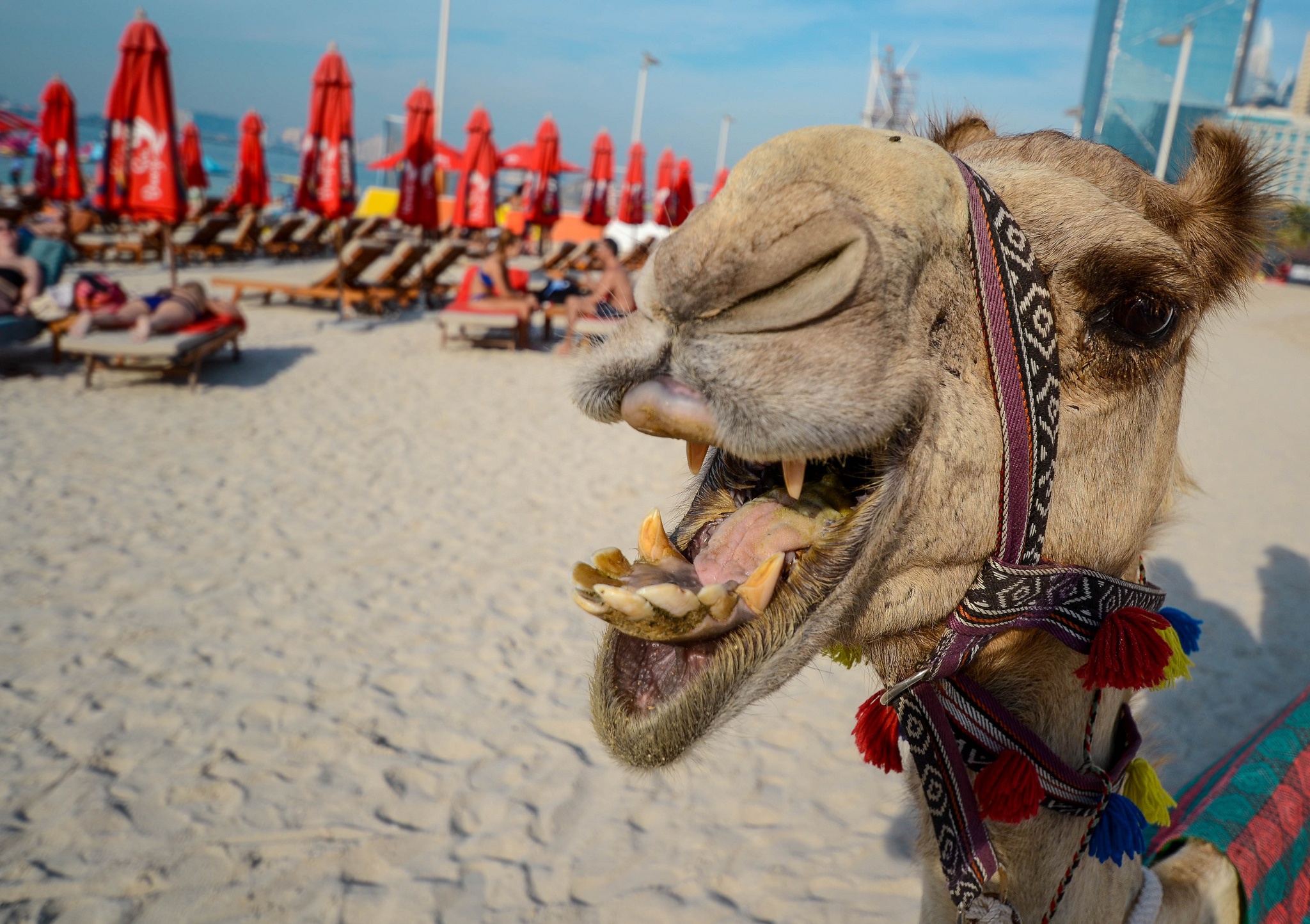 camel on the beach in UAE